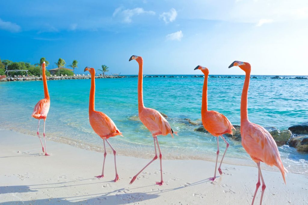 Flamingos Aruba